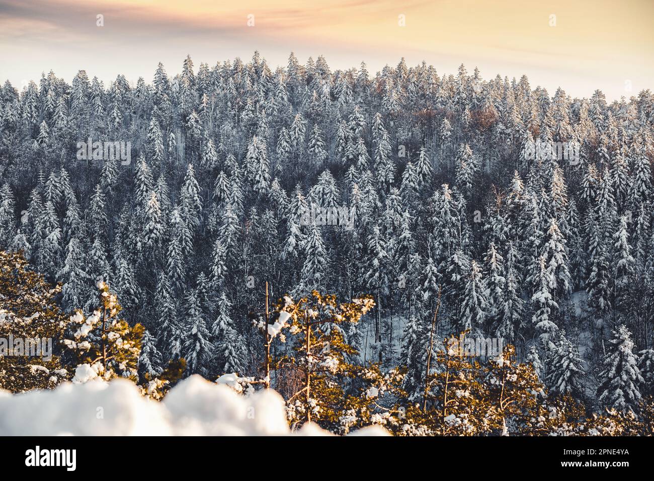 Sapins enneigés. Vue sur la forêt de montagne enneigée sur les collines pendant l'hiver au coucher du soleil Banque D'Images