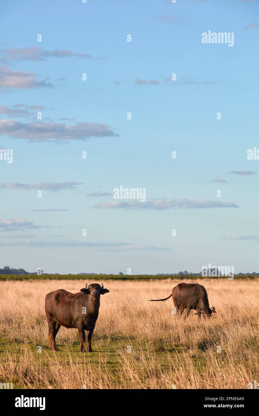 Buffles dans un domaine des pampas argentins, Las Flores, Argentine. Banque D'Images