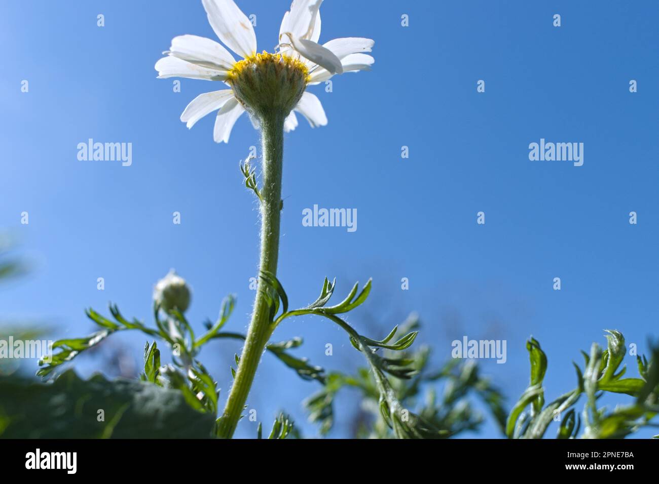 prise de vue en contre-plongée d'une pâquerette contre le ciel bleu Banque D'Images