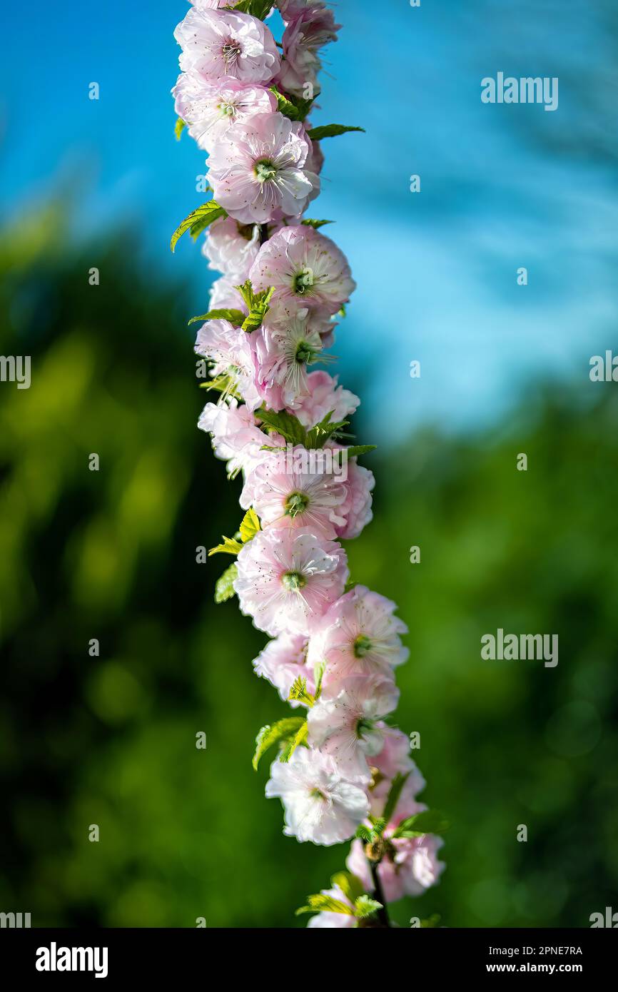 Japanese flowering Cherry Banque D'Images