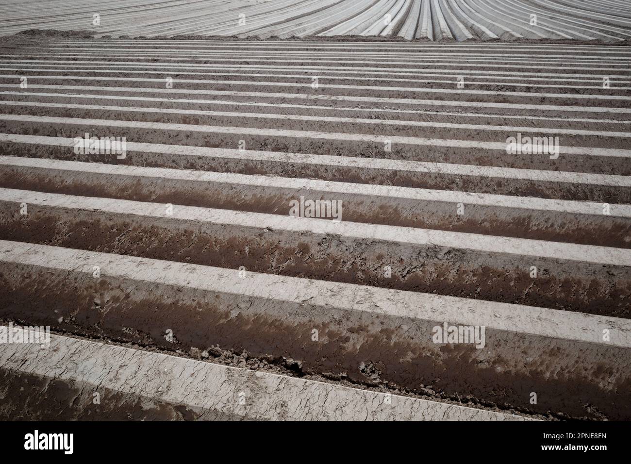 Rangée de terreau, préparation du sol pour le champ agricole pour cultiver la plante. Banque D'Images