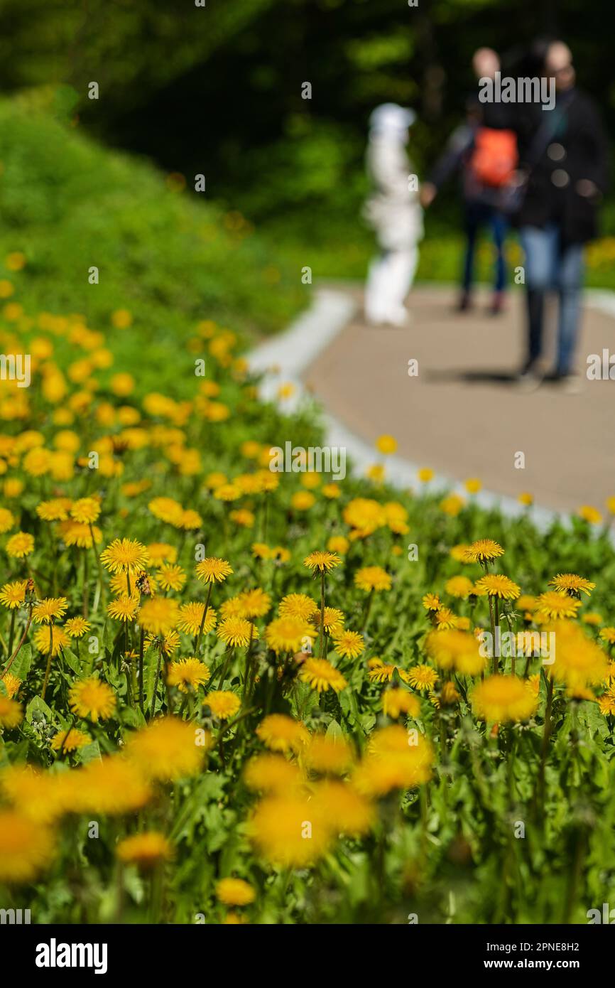 Arrière-plan flou de la famille avec des enfants dans le parc, saison de printemps, prairie d'herbe verte, jeunes pissenlits jaune vif. Concept des activités de personnes, des vies Banque D'Images