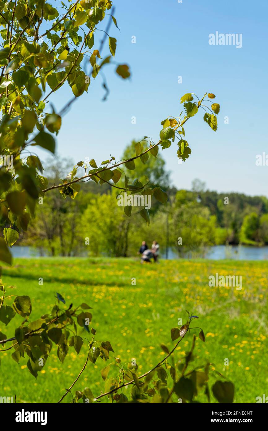 Vert lumineux prairie luxuriante avec beaucoup de pissenlits colorés, jour de printemps ensoleillé, arrière-plan flou, les gens marchant. Mise au point sélective Banque D'Images