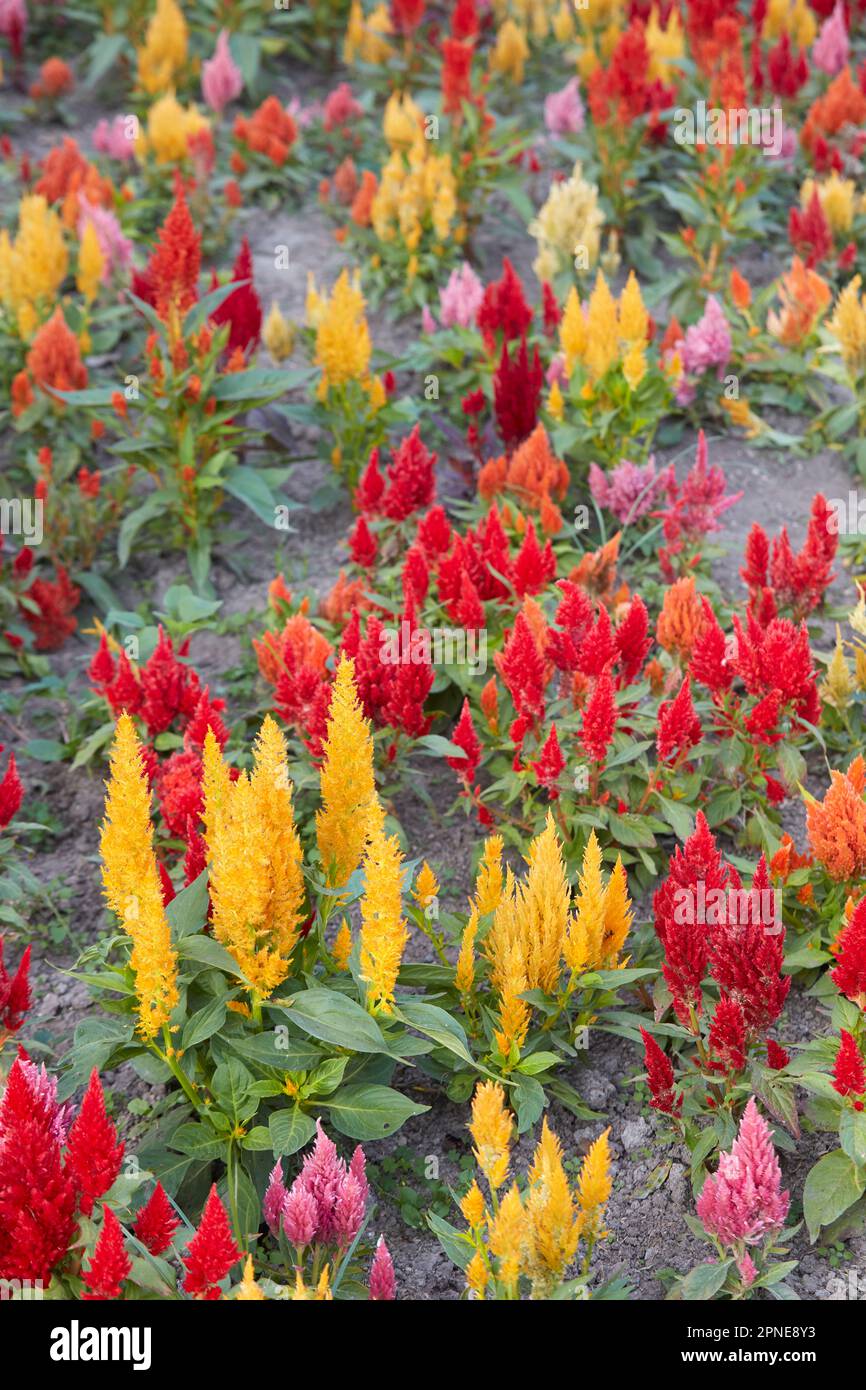 Fleurs colorées dans le Parc Kennedy de Miraflores, Lima, Pérou. Banque D'Images