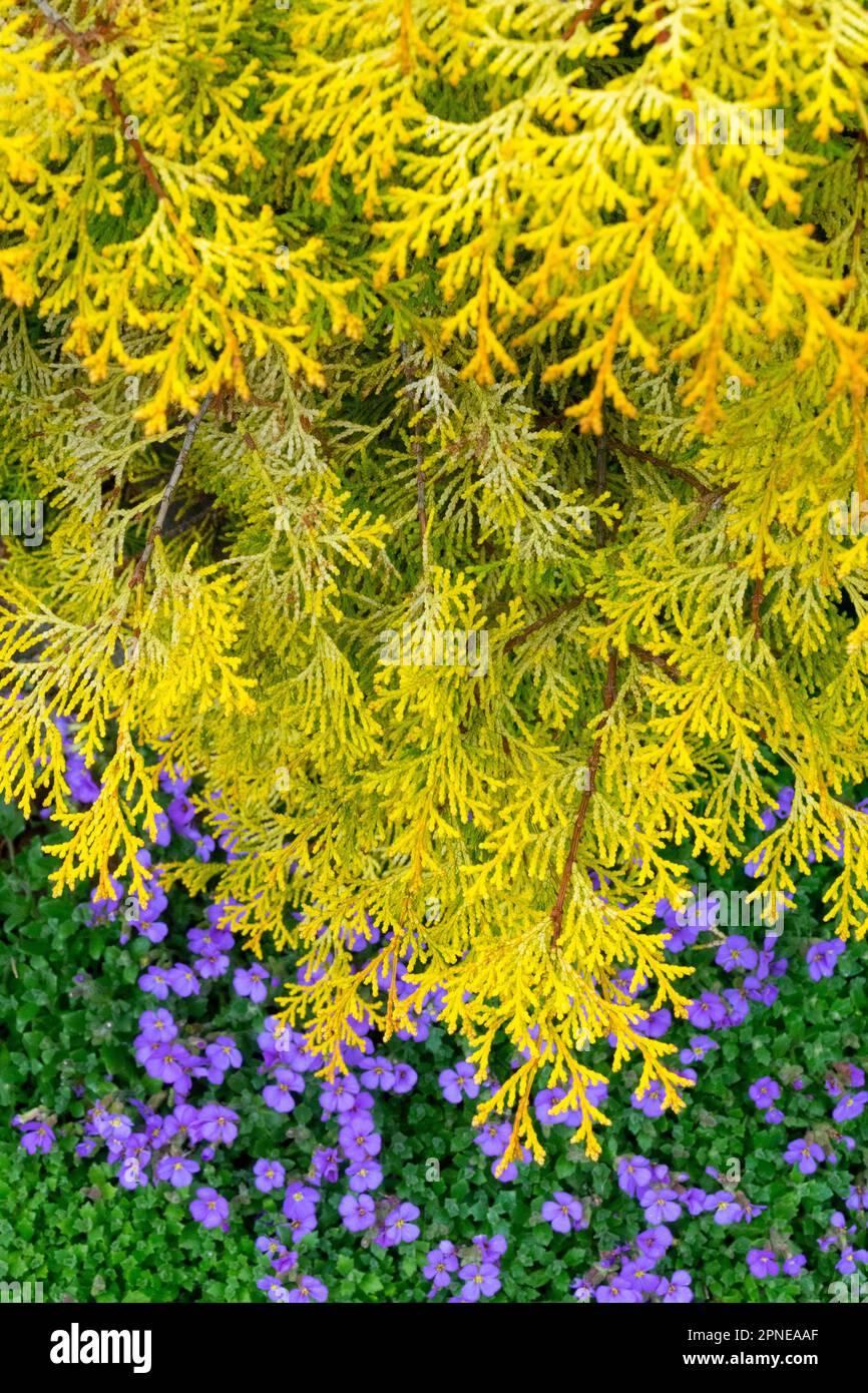 Hinoki Cypress, Chamaecyparis obtusa 'Pygmaea Aurea' Banque D'Images