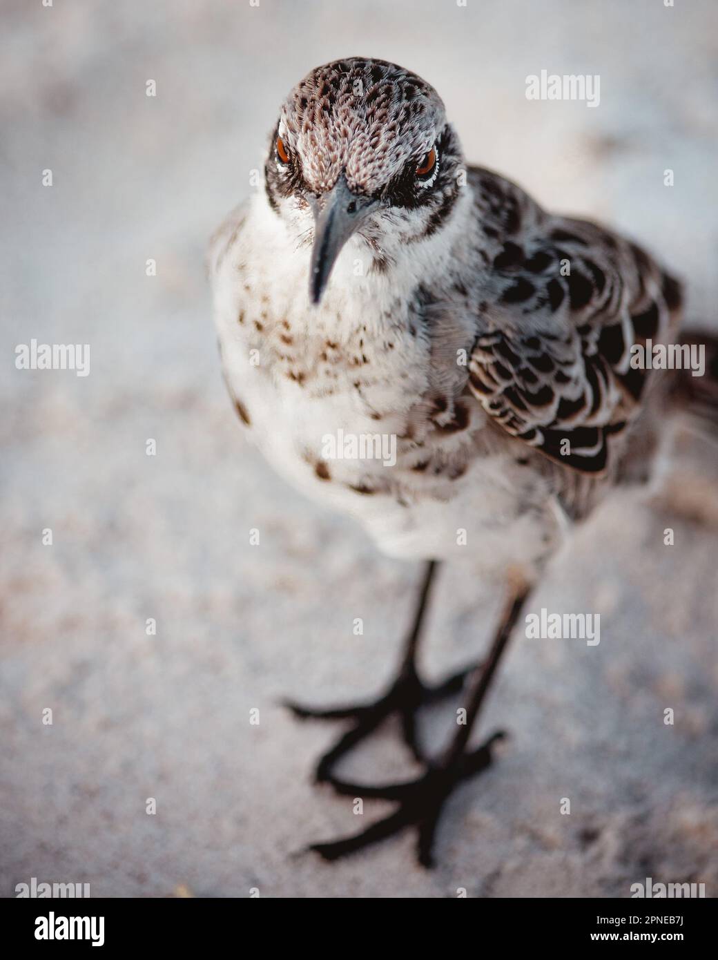 Galapagos gros plan d'oiseau moqueur dans le sable blanc, debout toujours regarder la caméra, endémique Española mockingbird, cagoule moqueur de cagoule, mimus macdonaldi Banque D'Images