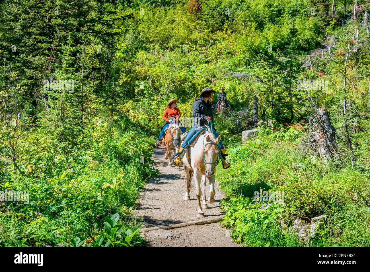 Les gens participent à une balade à cheval sur le sentier de la Plain of six Glaciers, à Lake Louise, dans les Rocheuses canadiennes, en Alberta, au Canada Banque D'Images