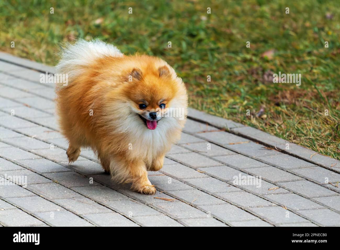 Drôle petit chien Pomeranian Spitz marche à l'extérieur Banque D'Images