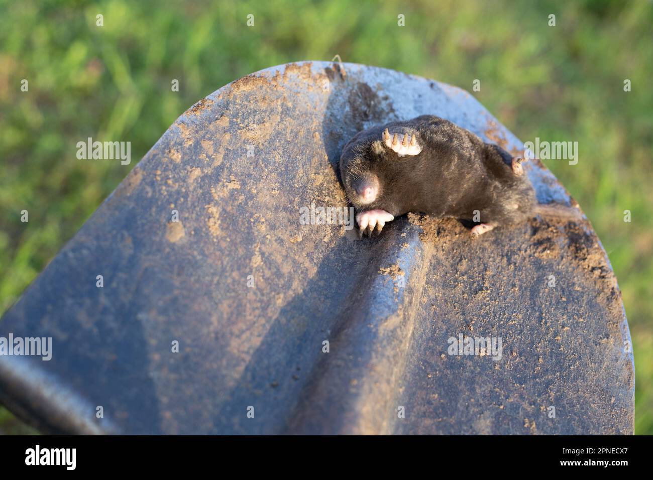 la mole morte repose sur la baïonnette d'une pelle. Extermination de rongeurs-ravageurs à leur chalet d'été. Banque D'Images