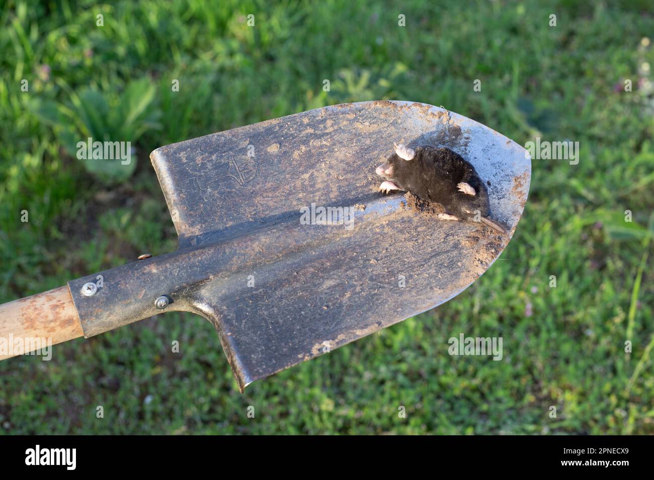 la mole morte repose sur la baïonnette d'une pelle. Extermination de rongeurs-ravageurs à leur chalet d'été. Banque D'Images