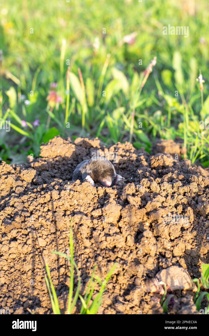 le mole craque de son trou de molehill un jour d'été dans un chalet d'été. Les rongeurs sont des ravageurs des plantes et des cultures. Banque D'Images