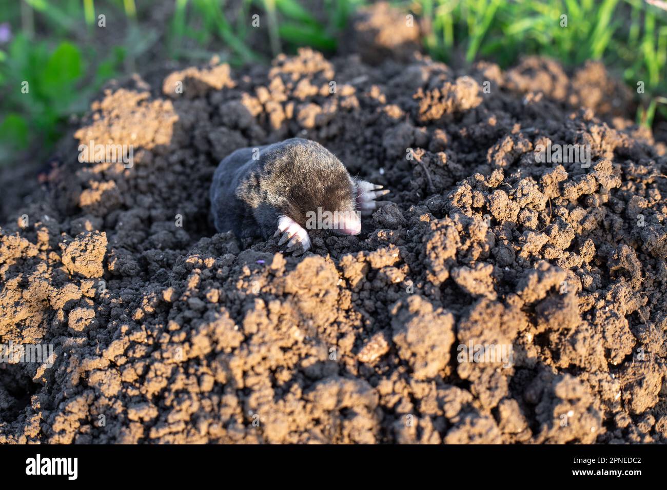 la mole s'arine d'un trou d'eau dans un jardin potager par une journée d'été. Lutte contre les rongeurs. Banque D'Images
