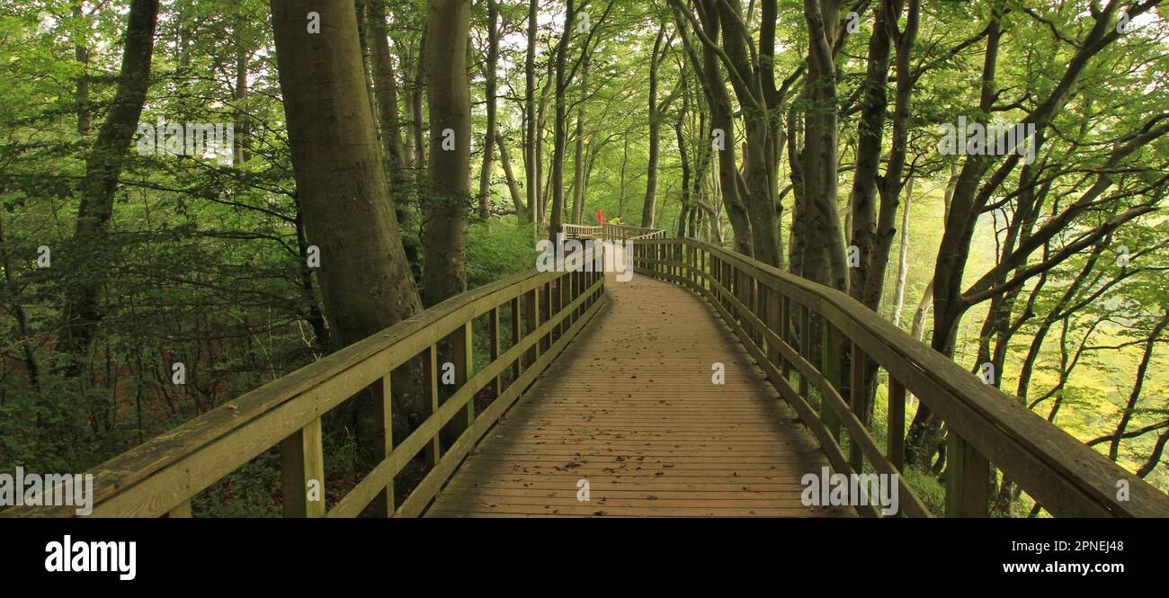 Gangplank dans une forêt de hêtre vert à Moens Klint, Danemark. Banque D'Images