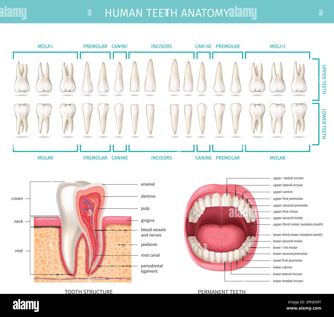 Diagramme de l'anatomie dentaire humaine avec illustration réaliste des mâchoires et des vecteurs de dents Illustration de Vecteur
