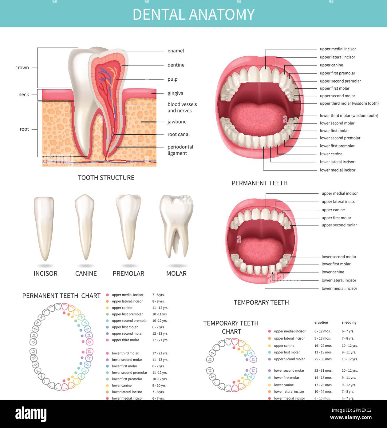 Ensemble d'infographies réalistes des dents humaines avec illustrations vectorielles des diagrammes d'anatomie dentaire Illustration de Vecteur