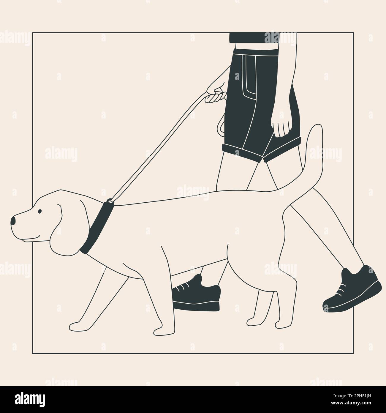 Jeune femme en short avec un grand chien sur une laisse. Un Labrador mignon à pied. Spectacle de chiens ou promenade en ville ou dans le parc. Contour plat vectoriel Illustration de Vecteur
