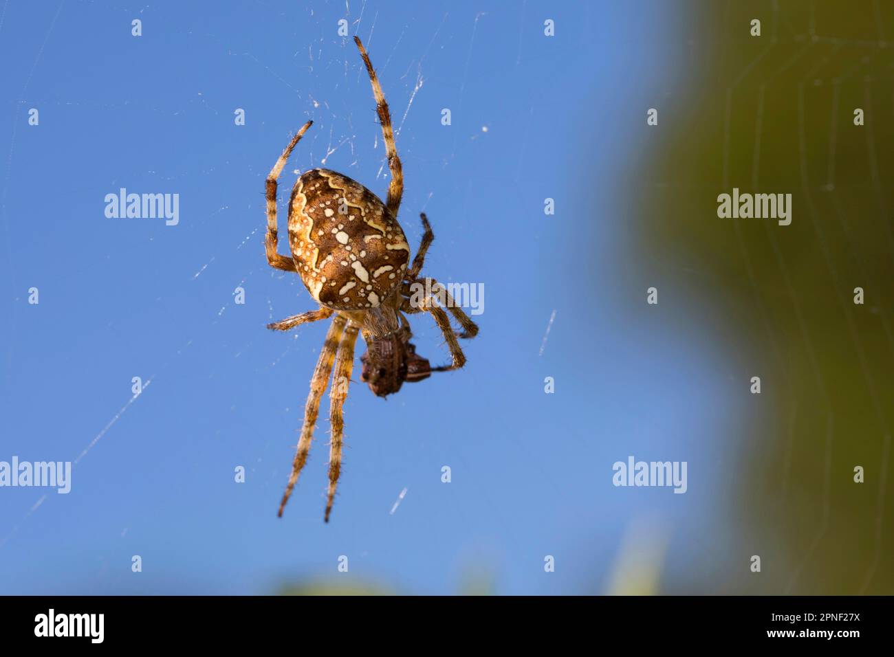 Cross orbweaver, jardin araignée, spider Araneus diadematus (croix), dans le web, Allemagne Banque D'Images