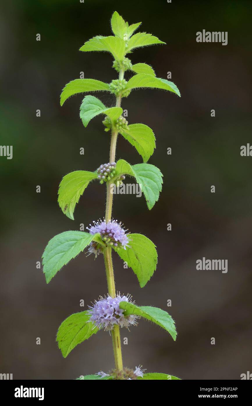 Mint Brook, Mint canadienne, Mint ordinaire, Mint de maïs, Mint de maïs européen, Field Mint (Mentha arvensis), floraison, Allemagne, Bavière Banque D'Images