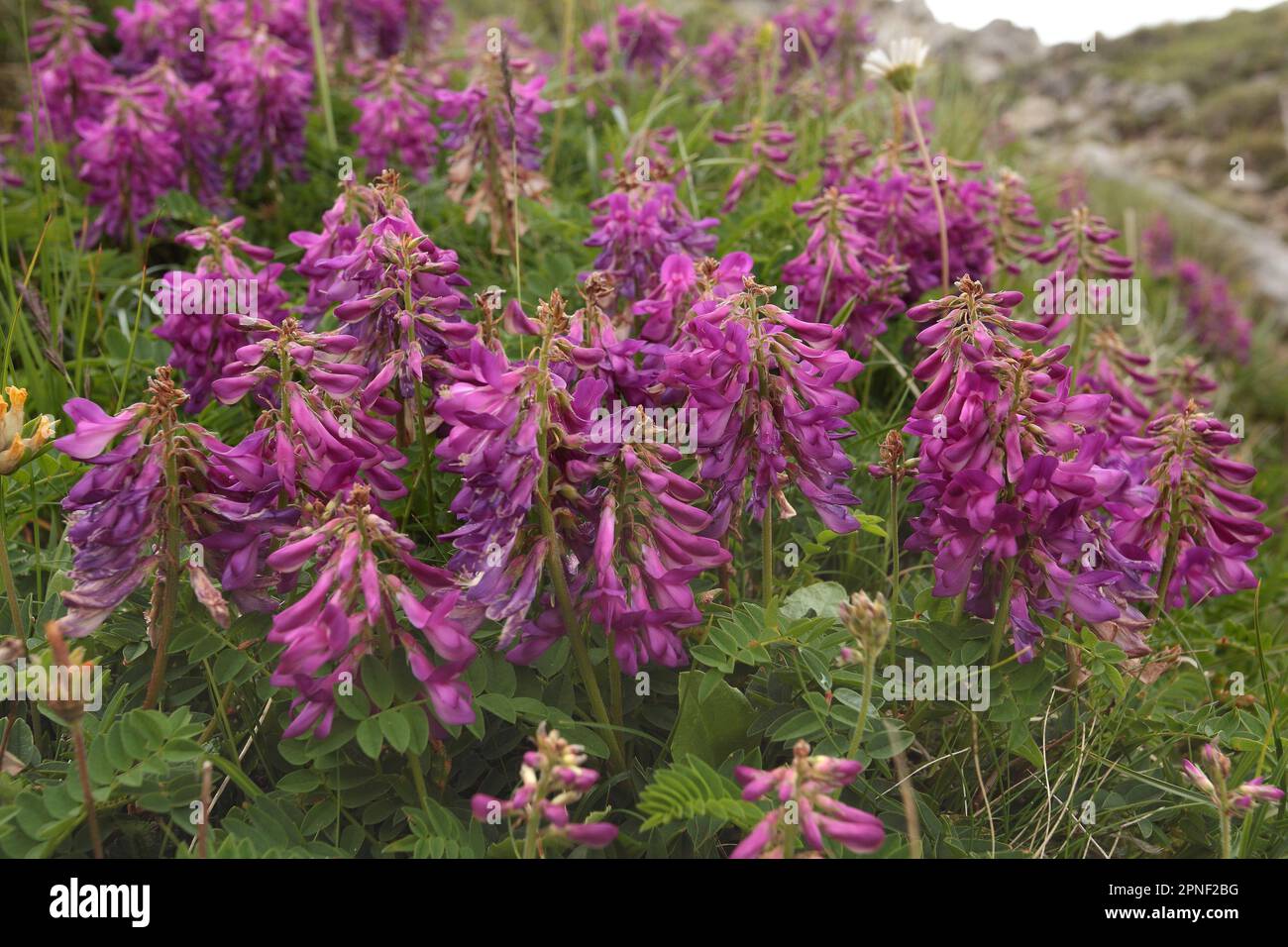 Honeysuckle français alpin (Hedysarum hedysaroides), floraison, Allemagne Banque D'Images