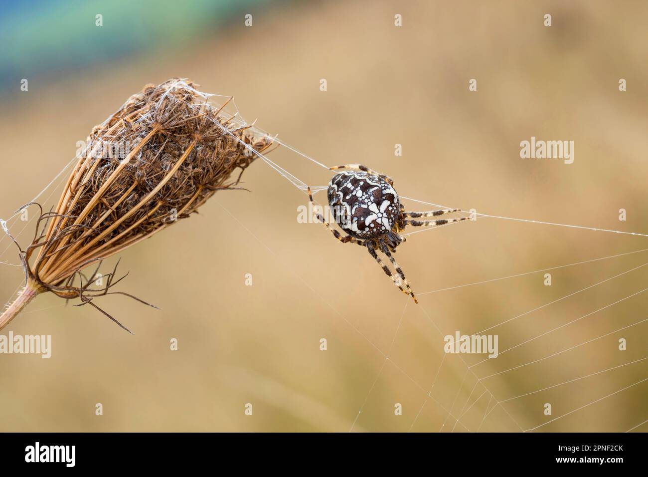 Cross orbweaver, jardin araignée, spider Araneus diadematus (croix), dans le web, Allemagne Banque D'Images