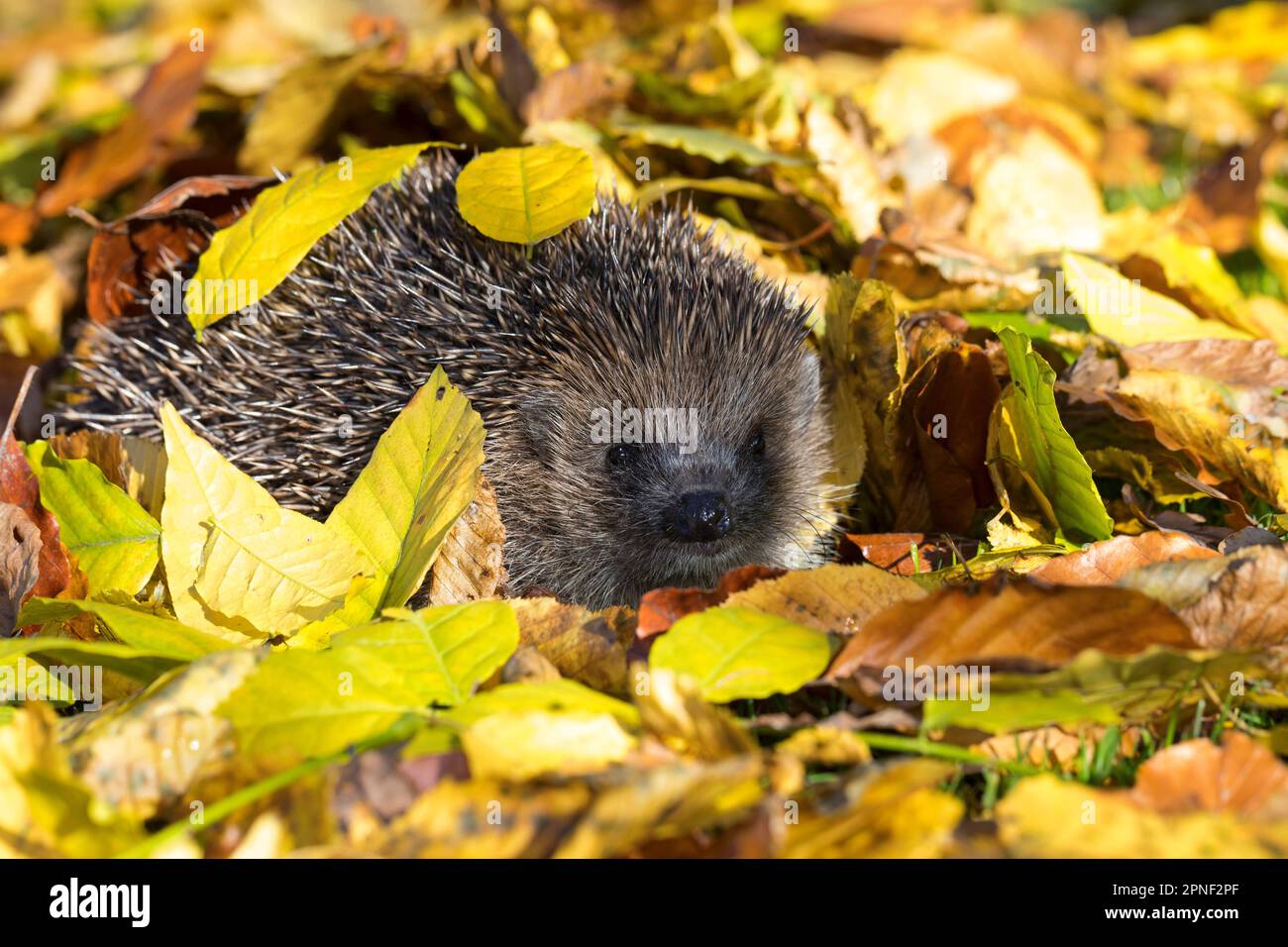 Hérisson occidental, hérisson européen (erinaceus europaeus), en feuilles d'automne, Allemagne Banque D'Images