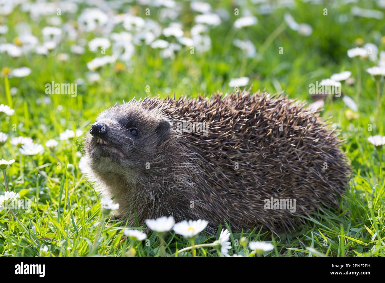 Hérisson occidental, hérisson européen (erinaceus europaeus), marchant sur une pelouse avec des pâquerettes, sentant, Allemagne Banque D'Images