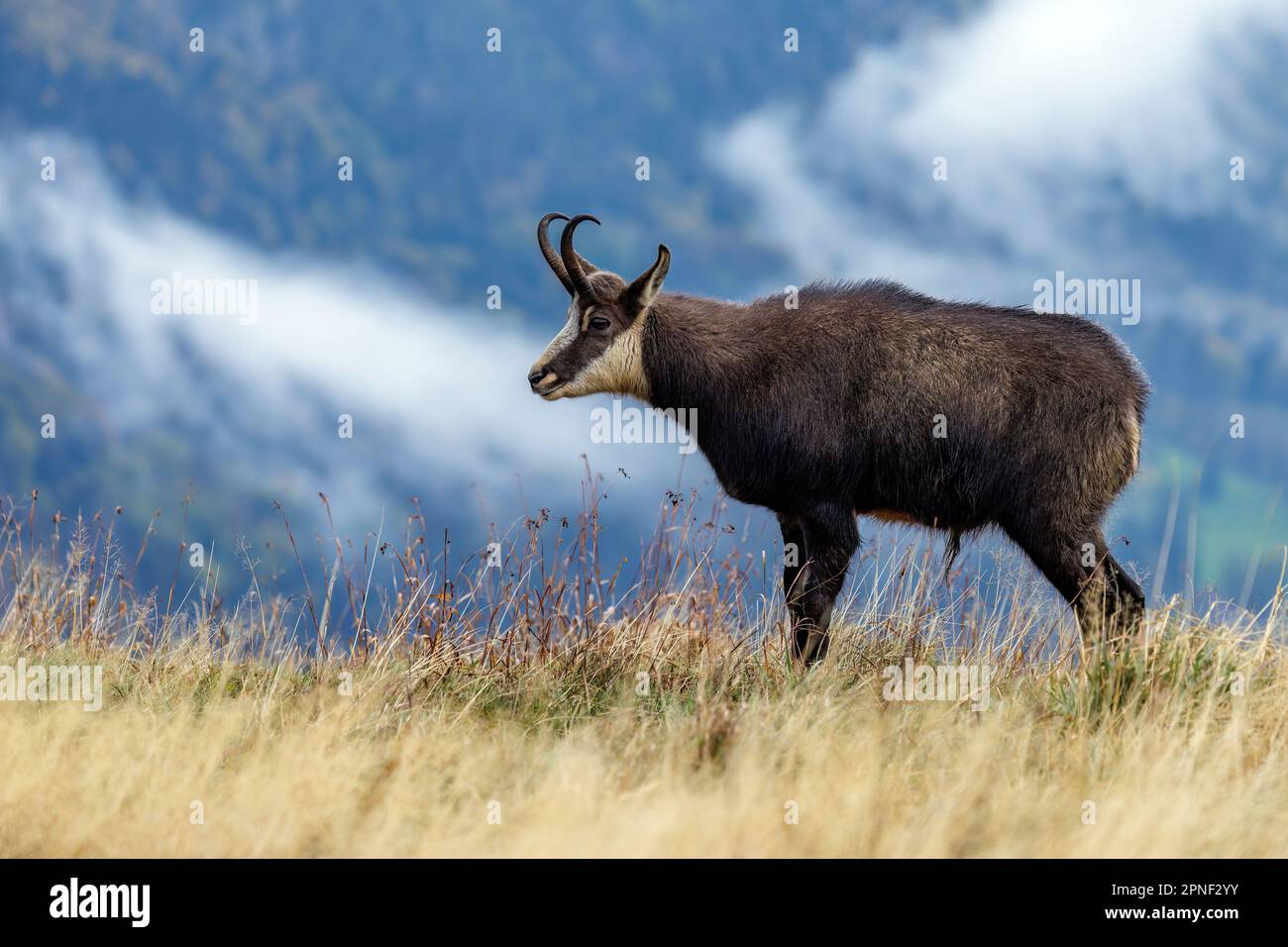 Chamois (Rupicapra rupicapra), homme debout, montagnes basses françaises en arrière-plan, France, montagnes des Vosges, le Hohneck Banque D'Images