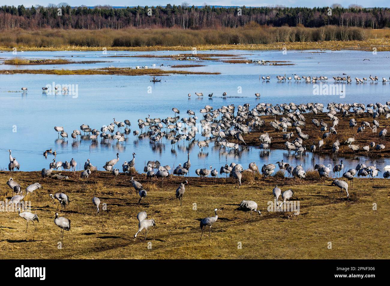 Grue commune, grue eurasienne (Grus grus), colonie de grues au lac Hornborga, Suède, lac Hornborga Banque D'Images
