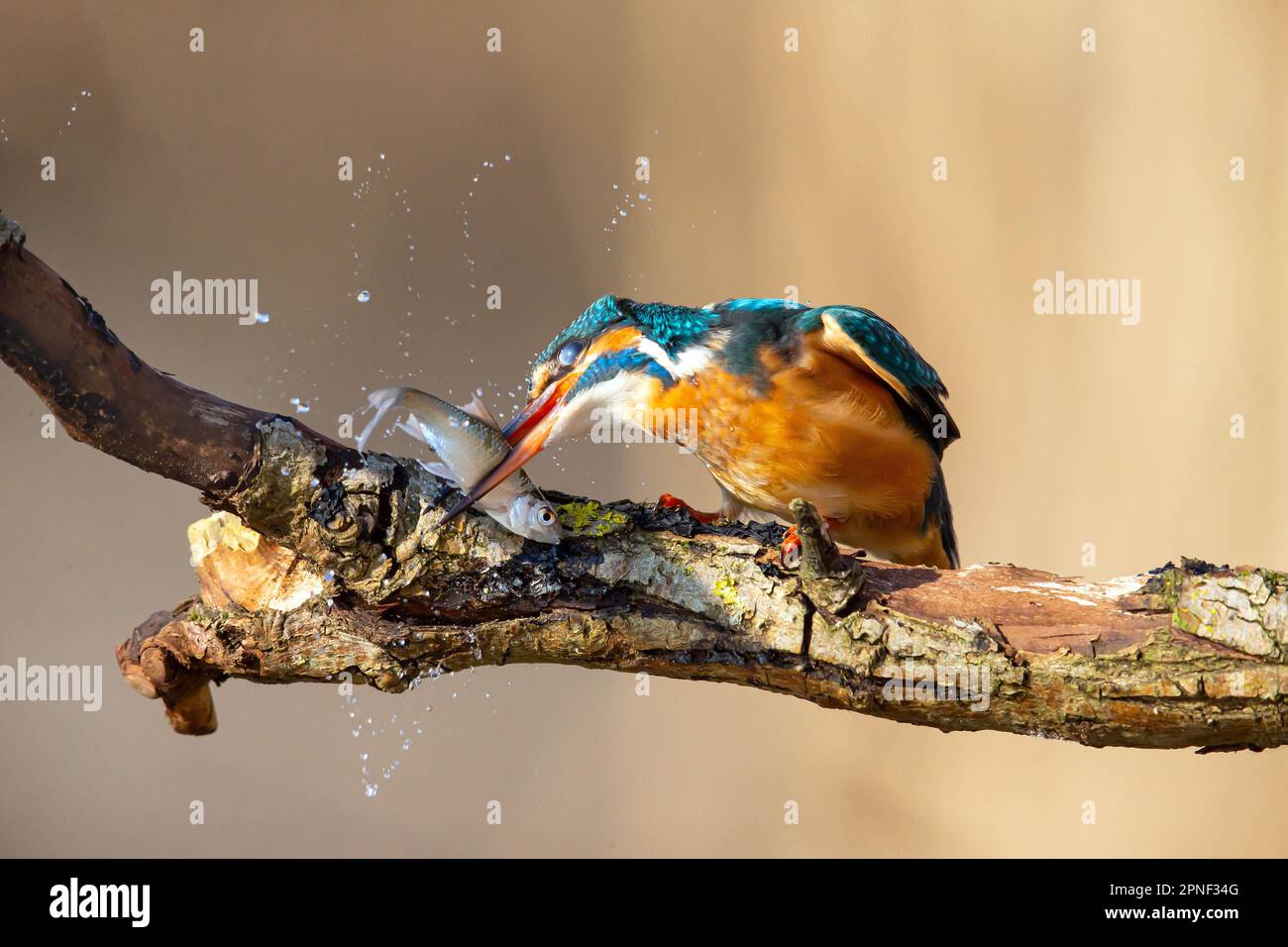 rivière kingfisher (Alcedo atthis), femelle traitant le poisson pêché sur une branche, Allemagne, Bade-Wurtemberg Banque D'Images