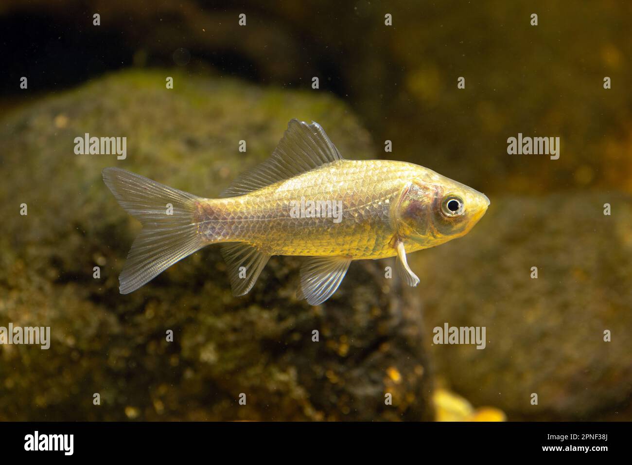 Carpe de gibel, carpe prussienne, carpe allemande, carpe de crucian (Carassius gibelio, Carassius auratus gibelio), juvénile Banque D'Images