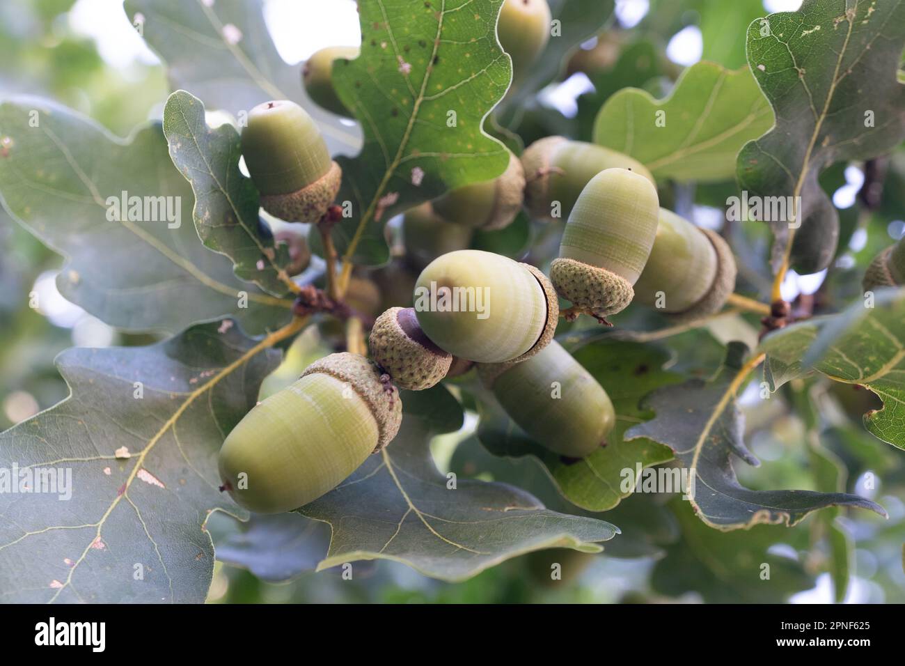 Chêne des marais (Quercus palustris) main image 1