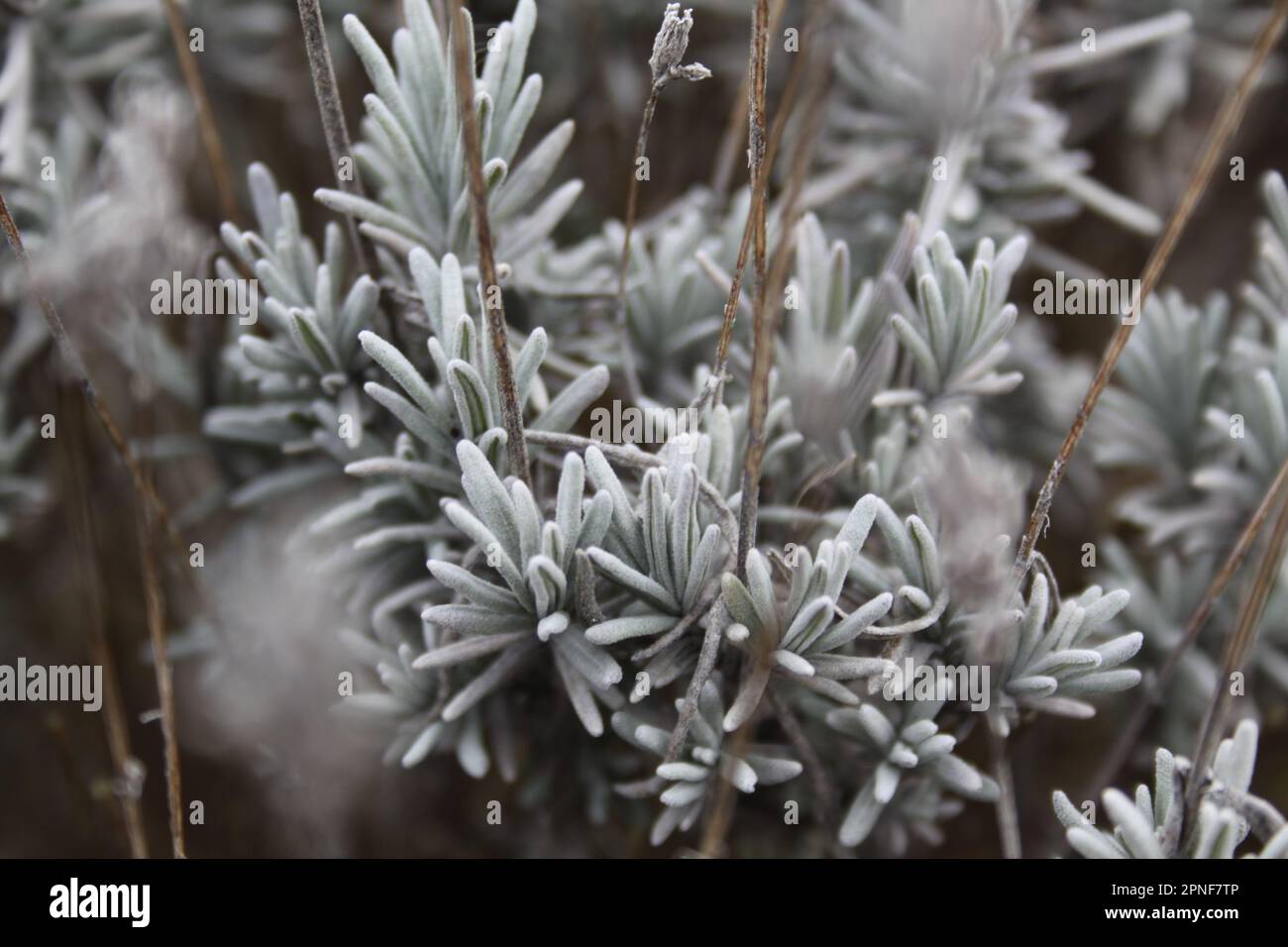 Gros plan d'une lavande Wolly cultivée dans le jardin Banque D'Images