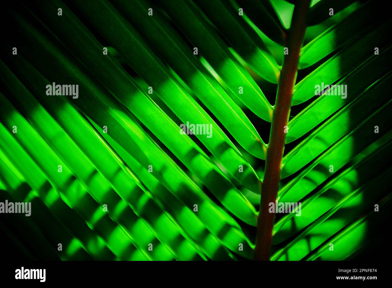 Gros plan de la feuille verte tropicale Banque D'Images