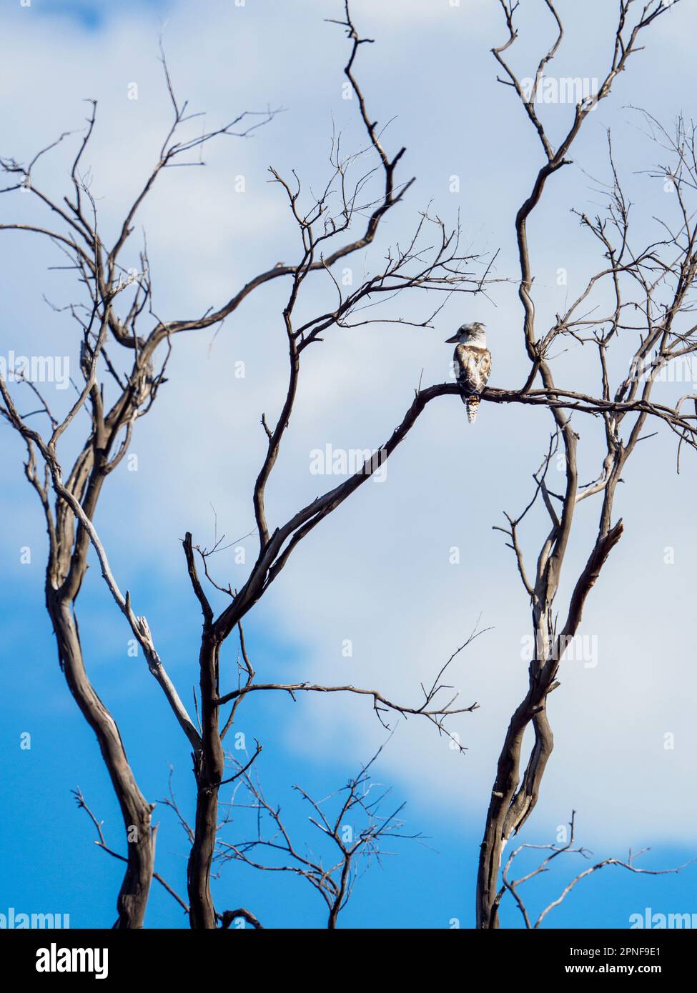 Kookaburra perching dans un arbre mort Banque D'Images