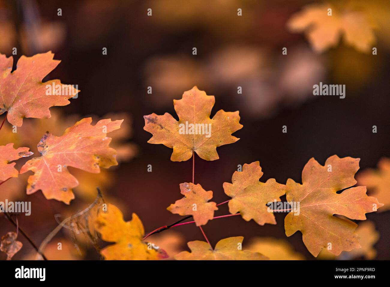 L'automne part dans le parc national de Zion Banque D'Images
