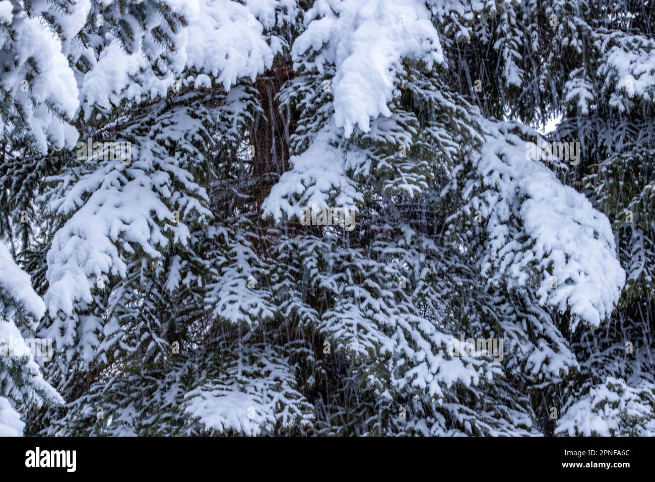 Neige fraîche sur les pins Banque D'Images