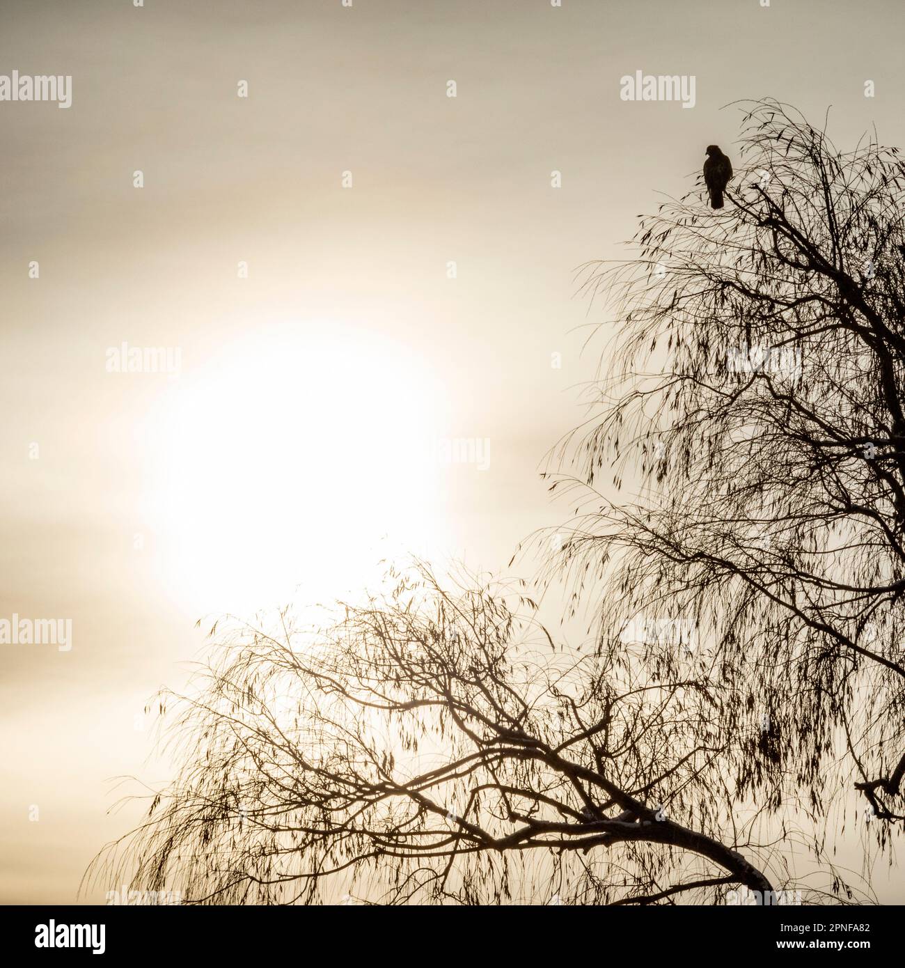 Un faucon solitaire assis dans un arbre d'hiver Banque D'Images