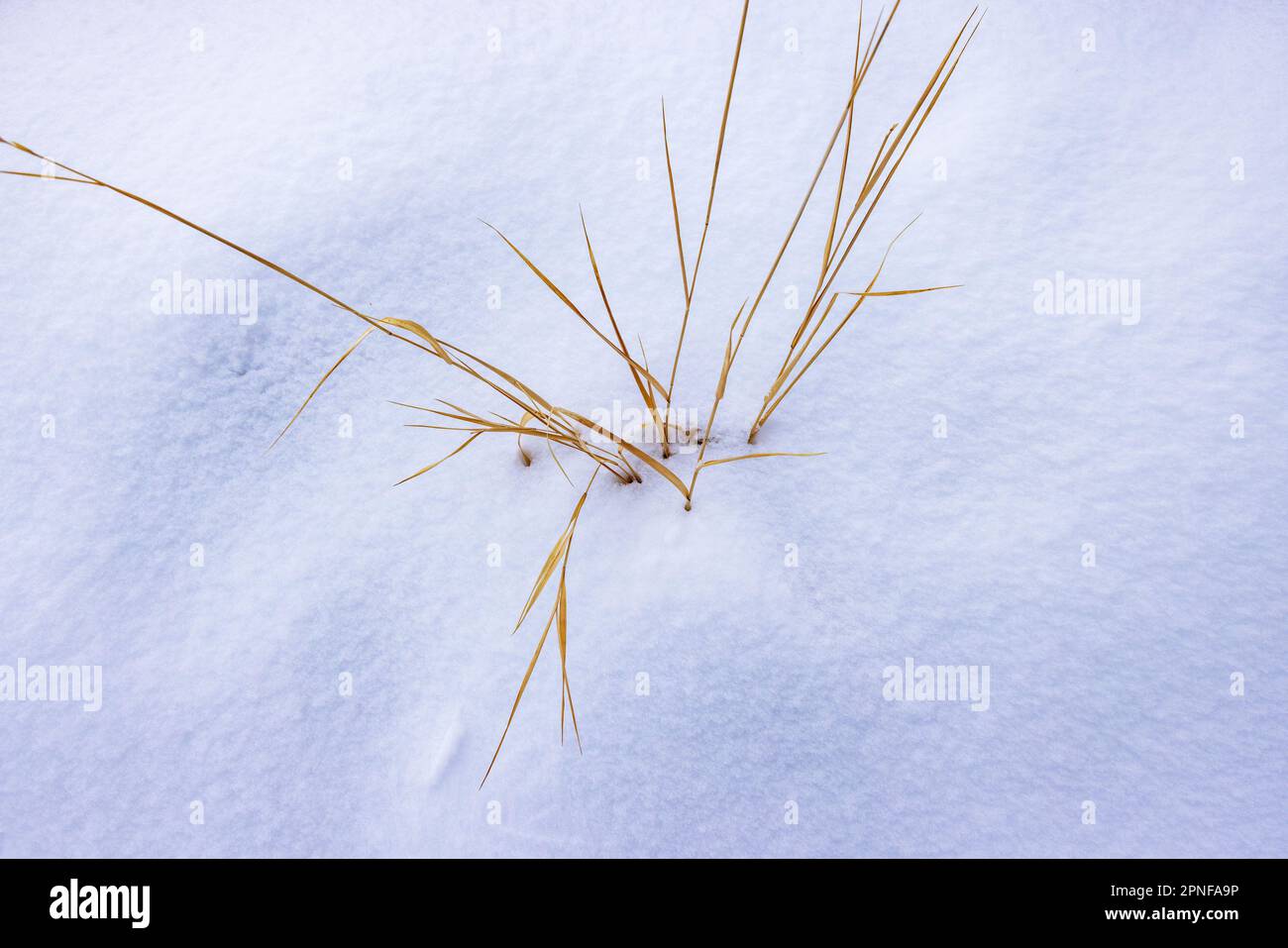 Gros plan de l'herbe sauvage dans la neige Banque D'Images