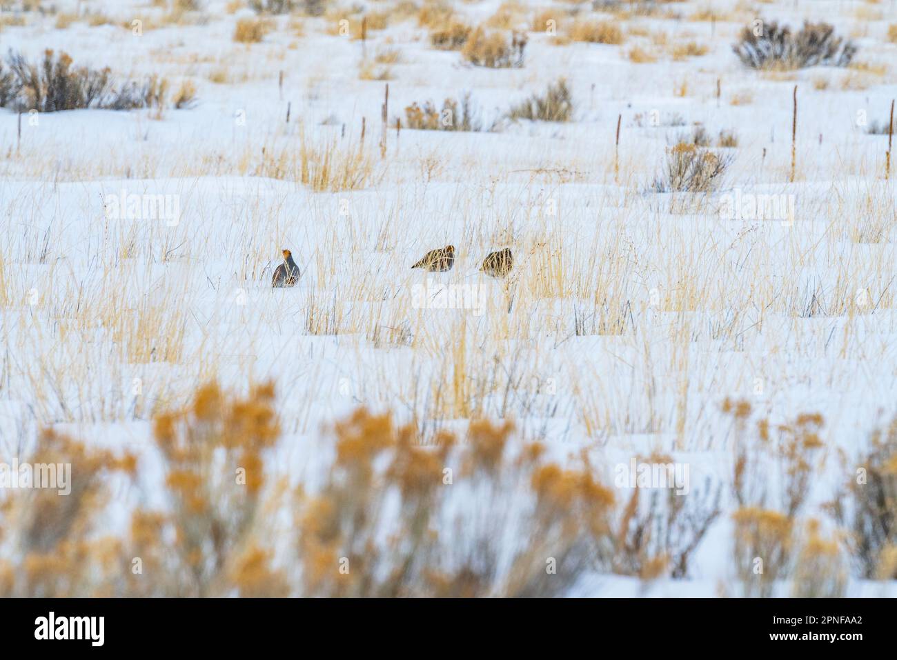 États-Unis, Idaho, Bellevue, Chukar partridges forage dans la neige Banque D'Images