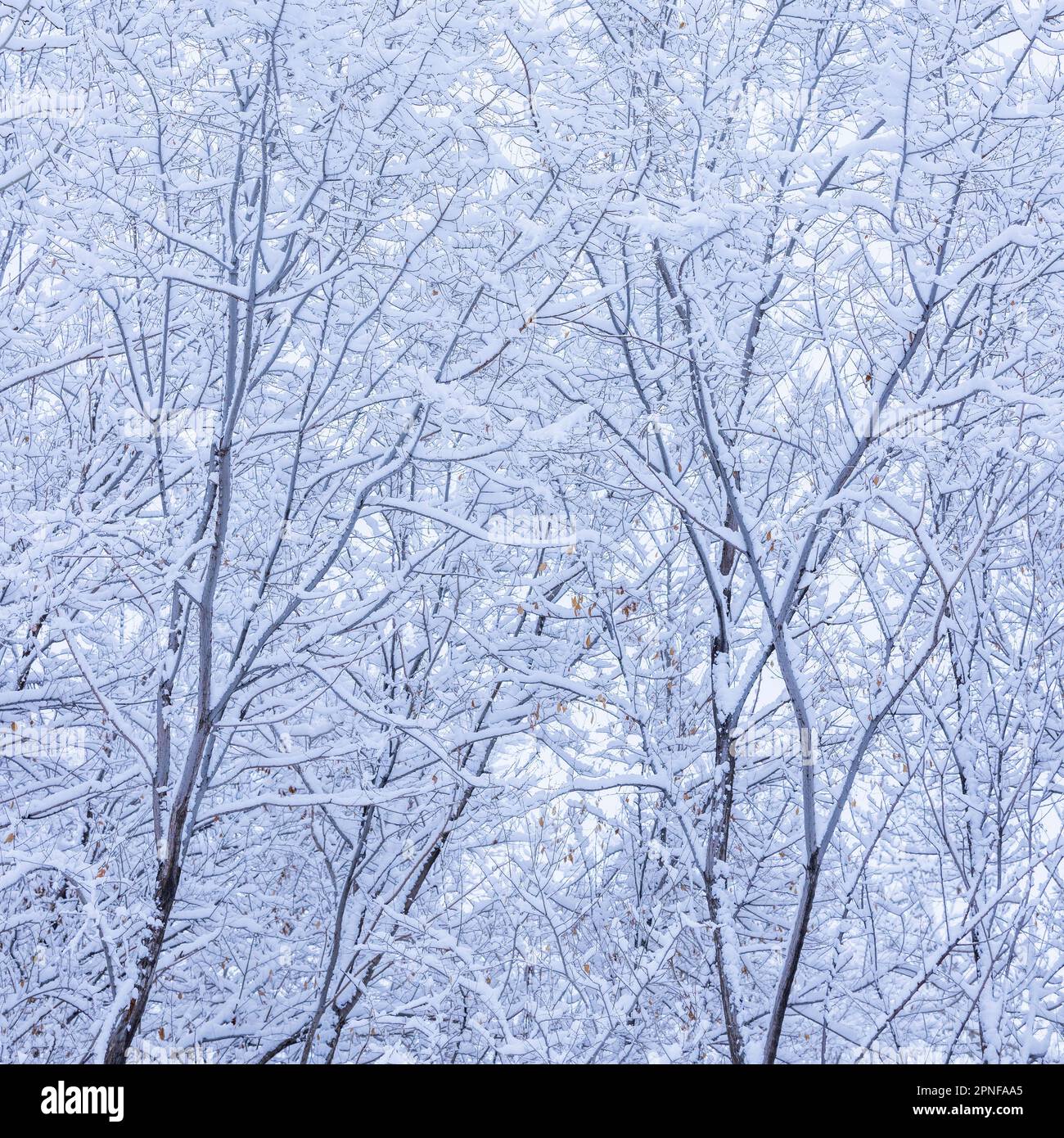 Neige fraîche sur les branches d'arbres Banque D'Images