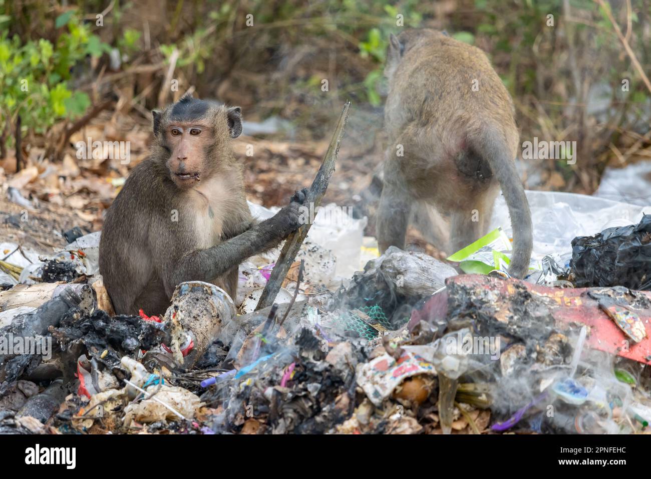 Un groupe de macaques recherchent de la nourriture sur une pile couvant de déchets Banque D'Images