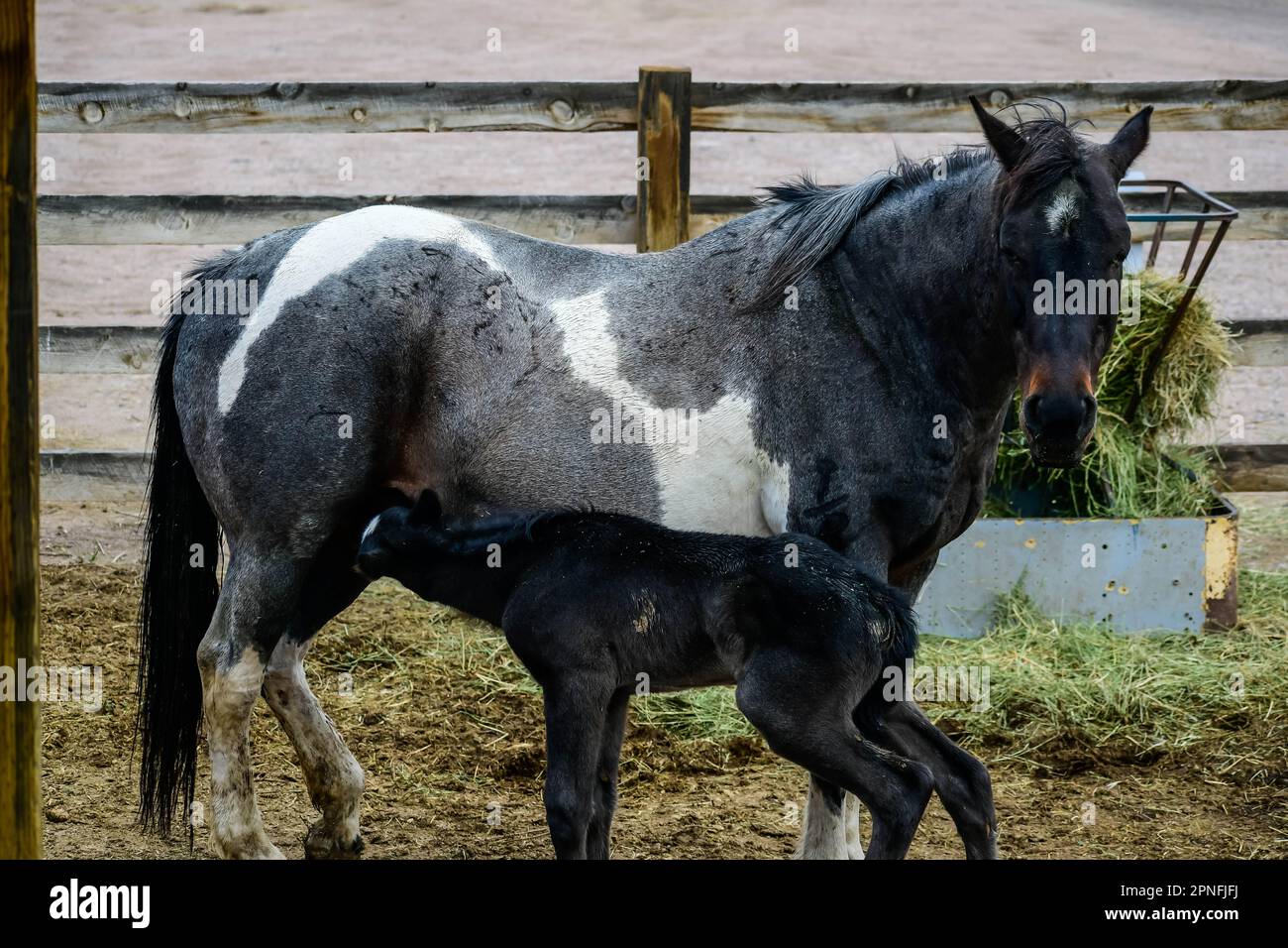 Un cheval noir dans le domaine de Terry Bison Ranch, Wyoming Banque D'Images