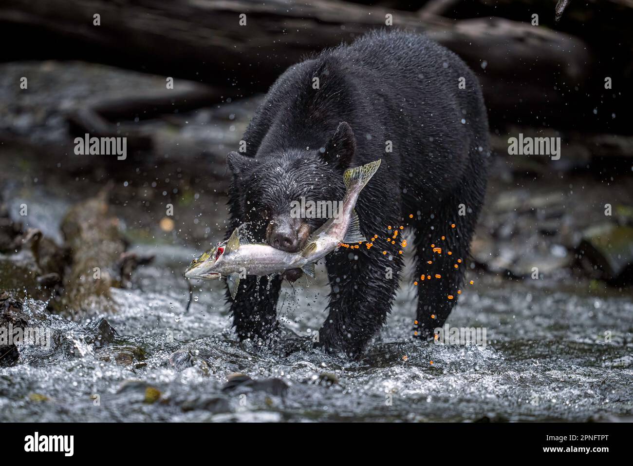 Pêche à l'ours noir Banque D'Images