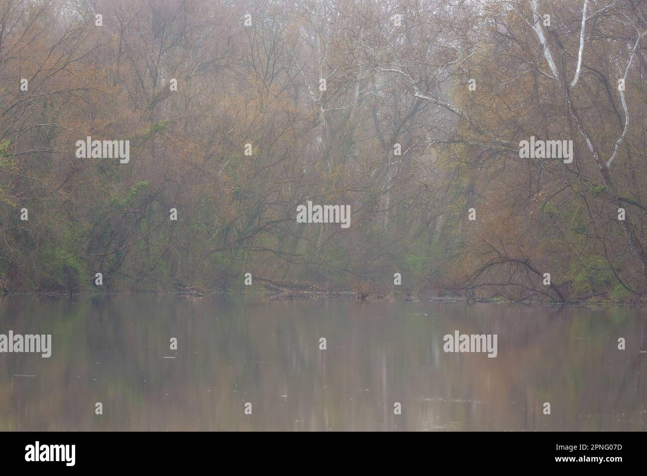 Matin de printemps brumeux au parc historique national de Chesapeake&Ohio Canal. Maryland. ÉTATS-UNIS Banque D'Images Matin de printemps brumeux au parc historique national de Chesapeake&Ohio Canal. Maryland. ÉTATS-UNIS Banque D'Images