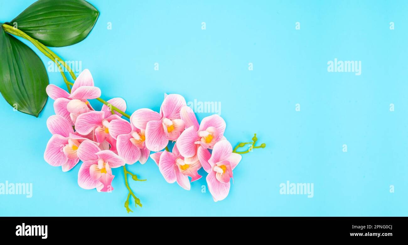 Bannière. Orchidée. Deux branches d'une orchidée de couleur rose avec des feuilles vertes d'en haut. Banque D'Images
