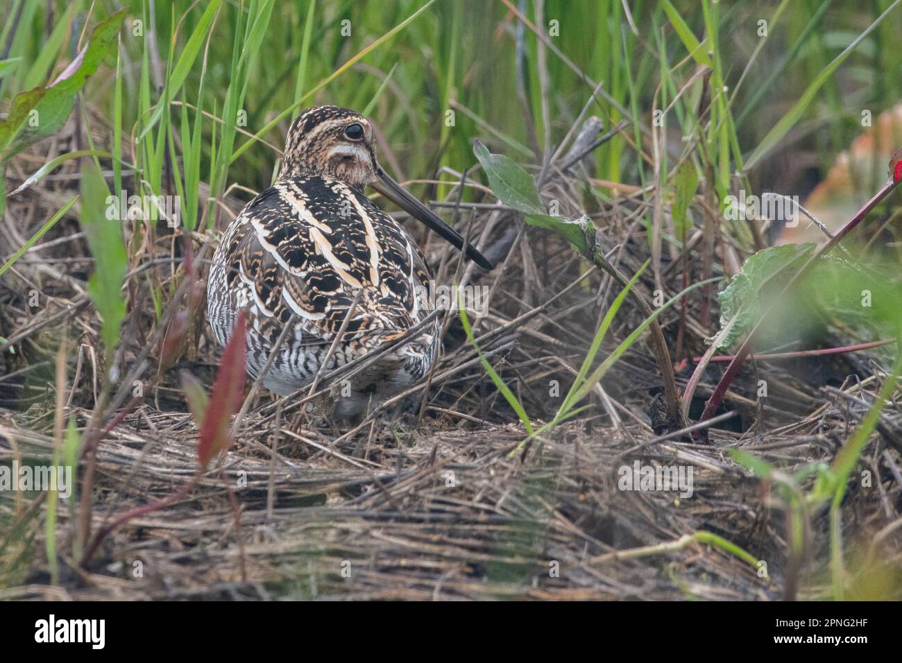 La bécassine de Wilson (Gallinago delicata) un oiseau de rivage timide vu dans la vallée centrale de la Californie. Banque D'Images