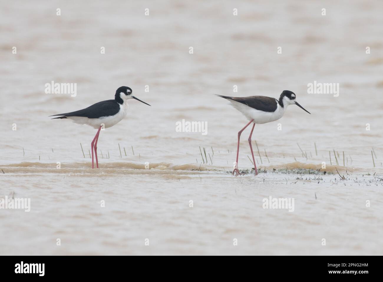 Une paire de stilts à col noir (Himantopus mexicanus), des oiseaux de rivage qui barbotent dans une piscine vernale dans la vallée centrale de la Californie. Banque D'Images