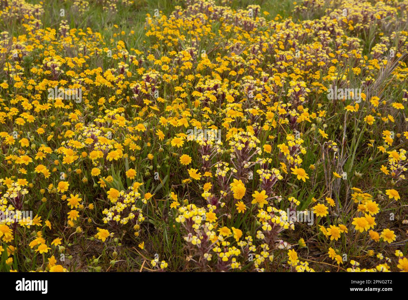 Les fleurs sauvages de la piscine Vernal fleurissent dans la vallée centrale de la Californie. Yellow johnny Tuck, Triphysaria, et Fremonts goldfields, Lasthenia. Banque D'Images