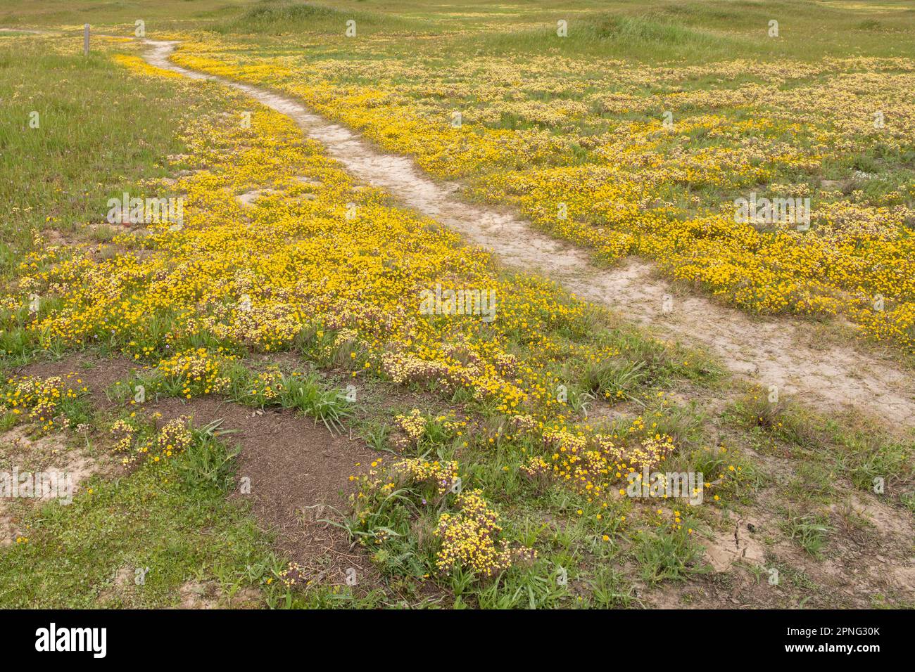 Des fleurs sauvages endémiques fleurissent dans la vallée centrale de la Californie pendant une superfloraison. Terrain d'or jaune coloré, Lasthenia fremontii. Banque D'Images