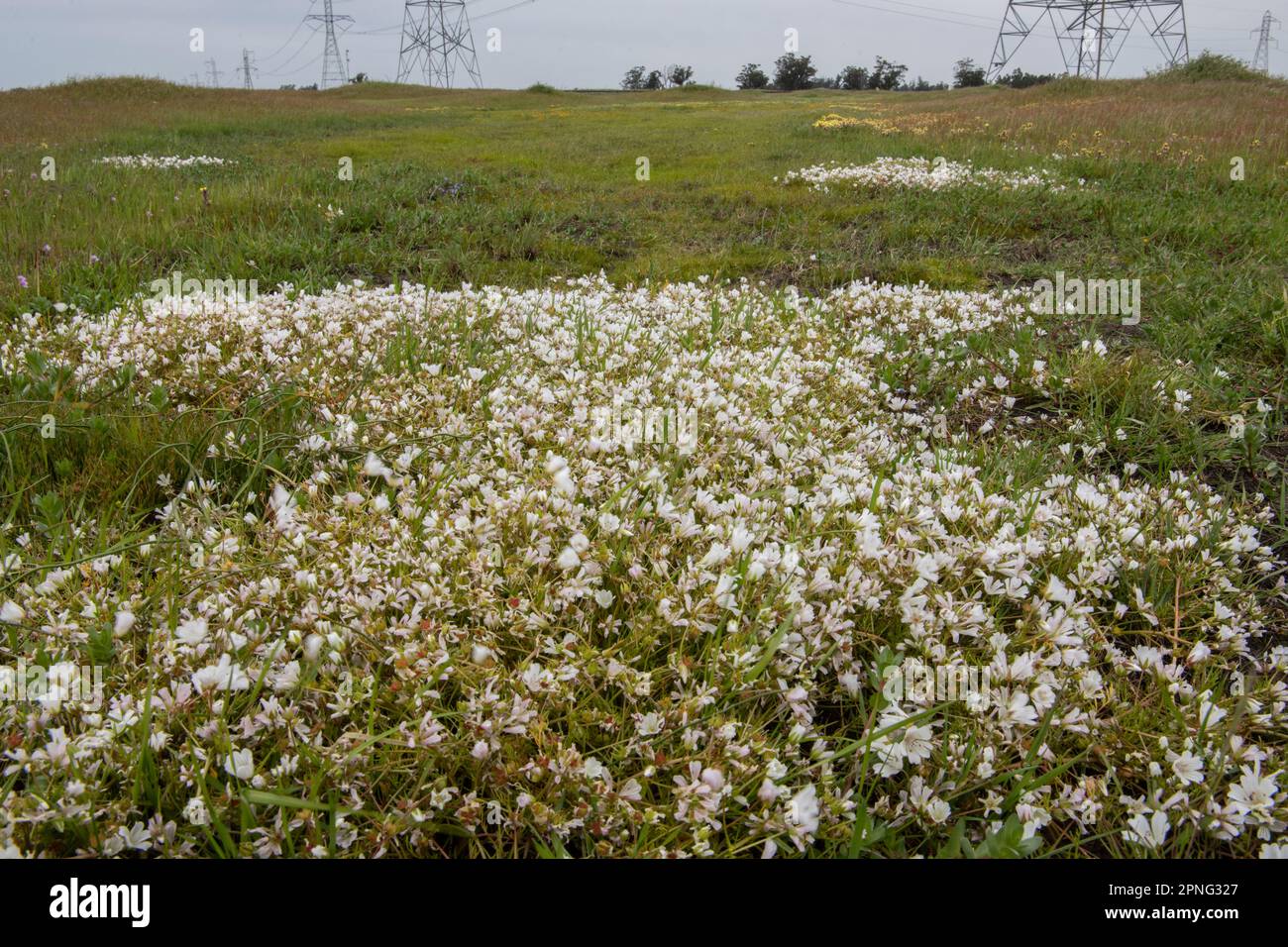 Le spécialiste de la piscine Vernal fleurit dans la vallée centrale de la Californie. La limnanthes alba (limnanthes alba), une plante indigène, fleurit. Banque D'Images